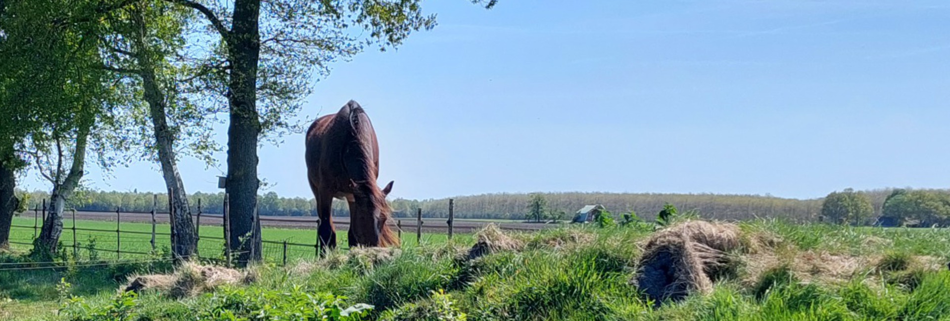 Dermite du cheval