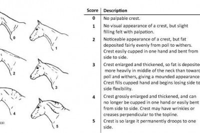 Cresty Nek Score