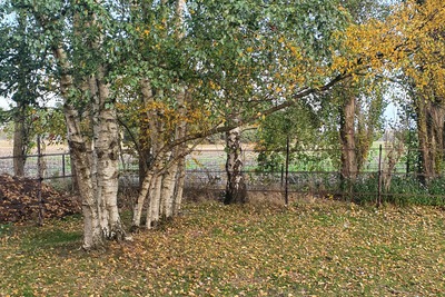 Natuurlijke schuilplaats paarden